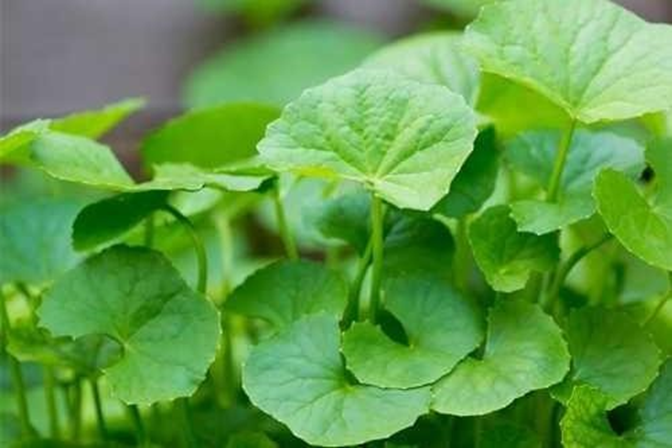 chăm sóc da mụn bằng rau má